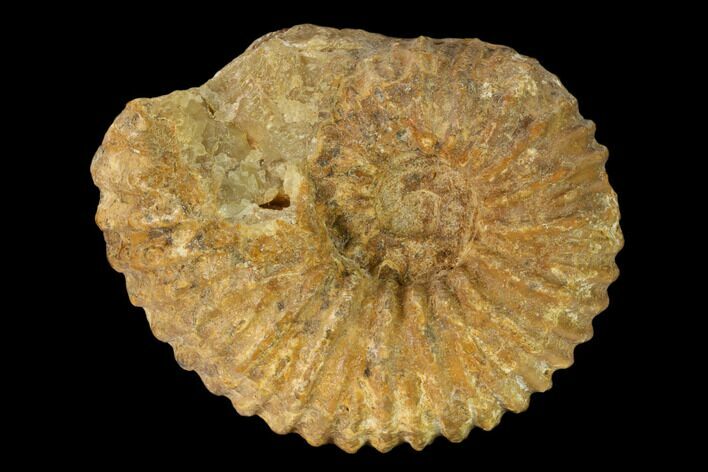 Bumpy Ammonite (Douvilleiceras) Fossil - Madagascar #162645